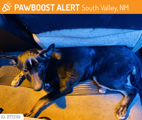 Found/Stray Unknown Dog last seen Isleta and Gun Club , South Valley, NM 87105