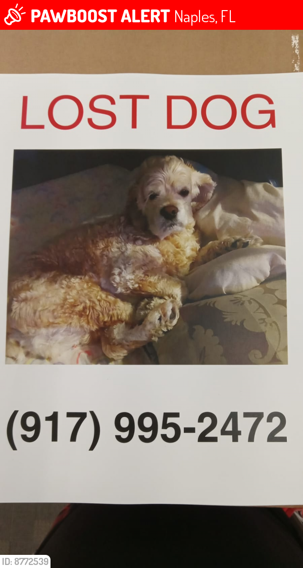 Lost Female Dog last seen naples fl 34116, Naples, FL 34116