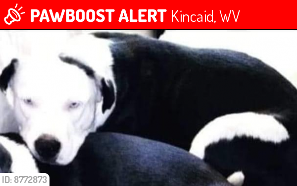 Lost Female Dog last seen Johnson Road, Kincaid, WV 25119