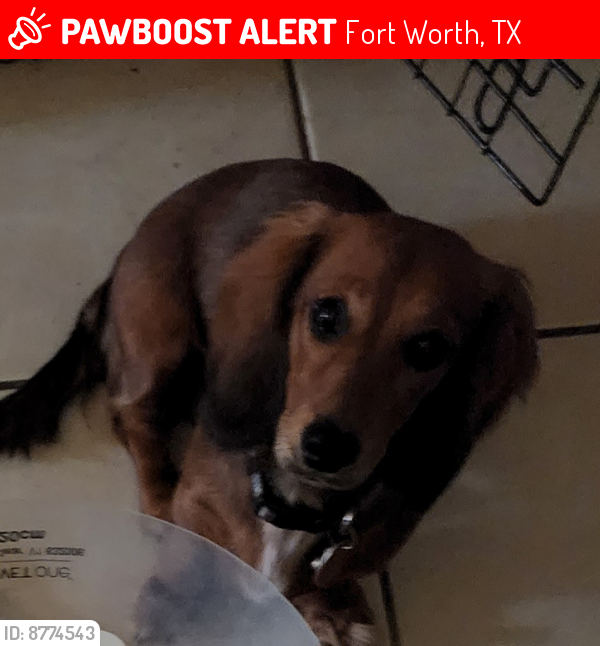 Lost Female Dog last seen Meadowlark , Fort Worth, TX 76123