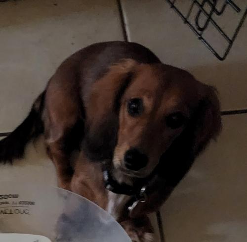 Lost Female Dog last seen Meadowlark , Fort Worth, TX 76123
