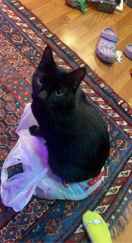 Lost Male Cat last seen waring station rd and middlebrook rd by the 7-11, Germantown, MD 20874