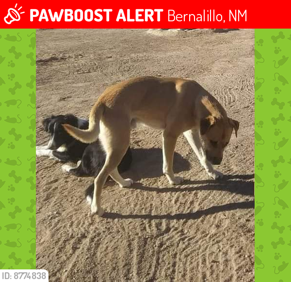 Lost Male Dog last seen Walmart and Albertsons on 528, Bernalillo, NM 87004