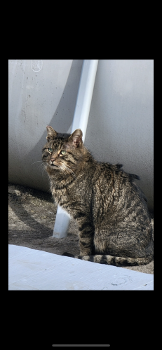 Found/Stray Unknown Cat last seen Backyard under patio chair covers , Naperville, IL 60564