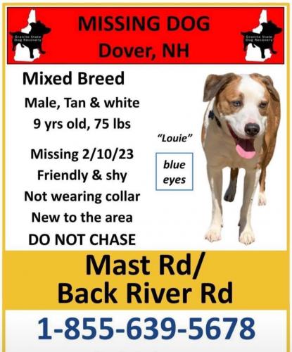 Lost Male Dog last seen Horne St, Dover, NH 03820