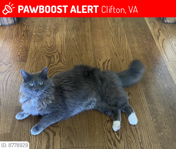 Lost Male Cat last seen Clifton, VA, Clifton, VA 20124