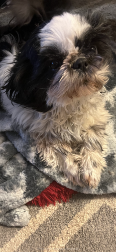 Lost Female Dog last seen Frankford and Pike St, Philadelphia, PA 19124
