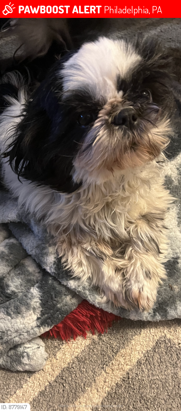 Lost Female Dog last seen Frankford and Pike St, Philadelphia, PA 19124