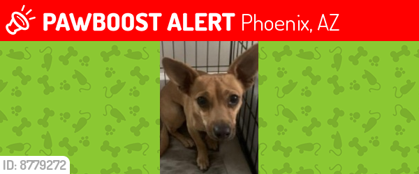 Lost Male Dog last seen 44th st and e Carson rd in cimmeron community , Phoenix, AZ 85042