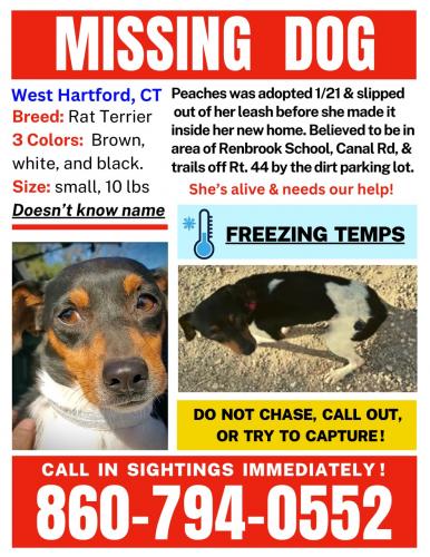 Lost & Found Dogs, Cats, and Pets in Massachusetts 01001 - Page 1 | PawBoost