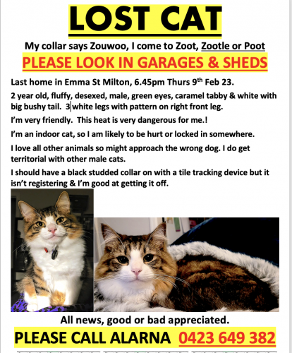 Lost Male Cat last seen Heussler , Milton, QLD 4064