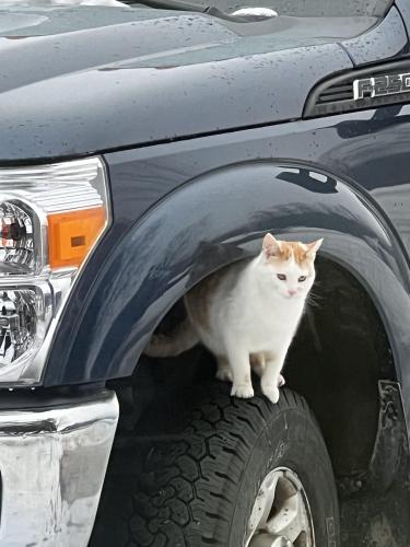 Lost Male Cat last seen County Road P and Sherman, Jackson, WI 53037