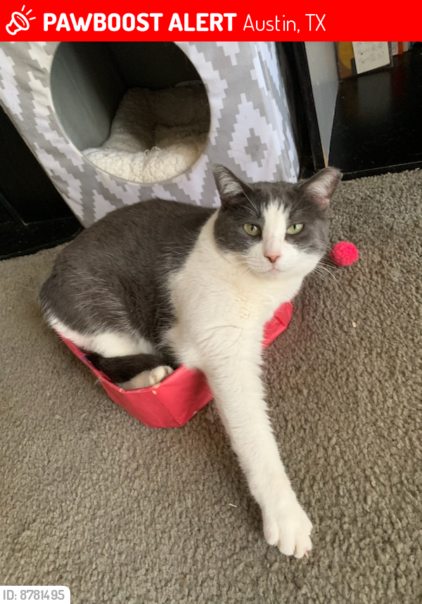 Lost Female Cat last seen Willet trl and Westgate, Austin, TX 78745