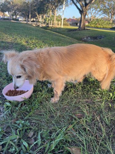 Found/Stray Male Dog last seen River Reach Drive, Naples, FL 34104