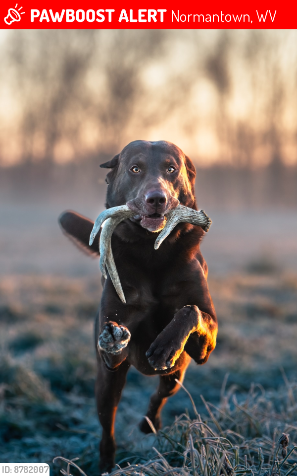 Lost Male Dog last seen Normantown WV, Normantown, WV 25267