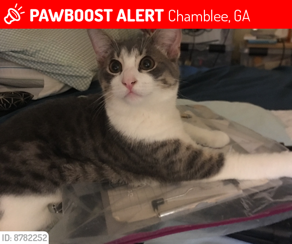 Lost Male Cat last seen Longview Drive, Chamblee 30341, Chamblee, GA 30341