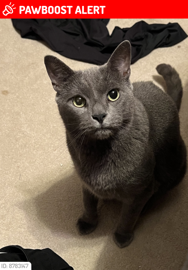 Lost Male Cat last seen Gateway blvd, Palm Beach County, FL 33472