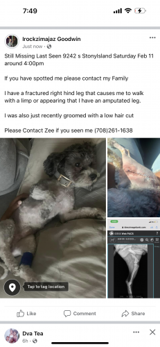 Lost Male Dog last seen Hertz car rental , Chicago, IL 60617