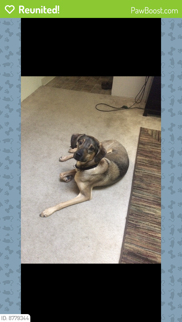 Reunited Male Dog in Amelia, OH 45103 (ID 8779344) PawBoost