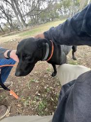 Reunited Female Dog last seen Travis at the lake apmts, Austin, TX 78726