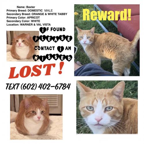 Lost Male Cat last seen Lindsay & Warner, Gilbert, AZ 85296