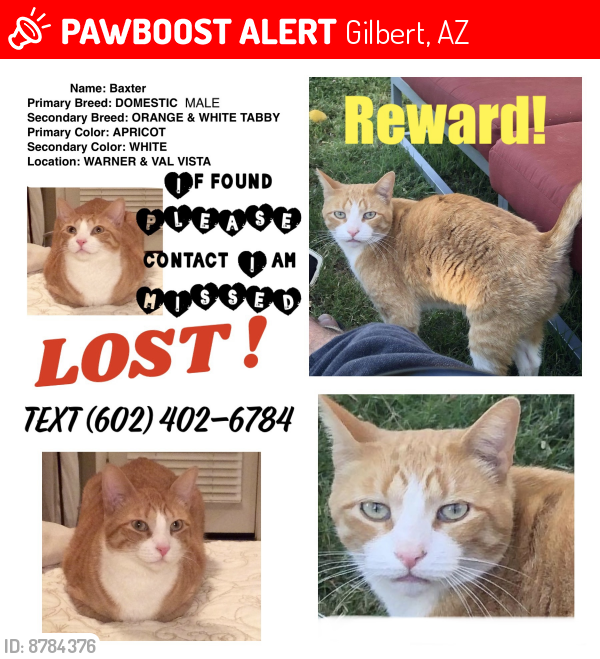Lost Male Cat last seen Lindsay & Warner, Gilbert, AZ 85296