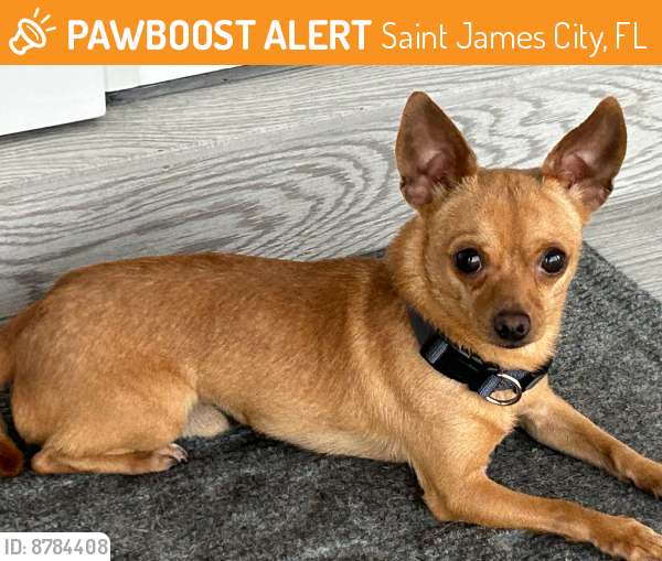 Found/Stray Male Dog last seen Behind American legion, Saint James City, FL 33956