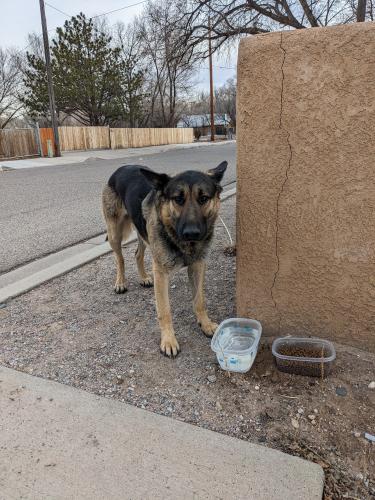 Found/Stray Male Dog last seen Los duranes park, Albuquerque, NM 87105