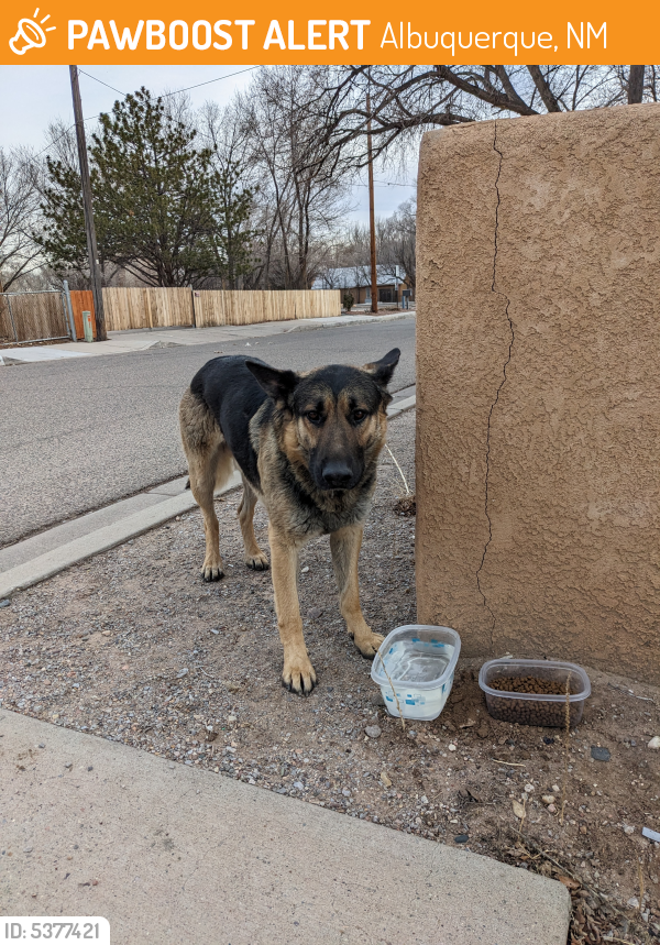 Found/Stray Male Dog last seen Los duranes park, Albuquerque, NM 87105