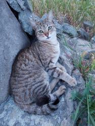 Lost Female Cat last seen Towne And Olive In Pomona,  Ca, Pomona, CA 91766