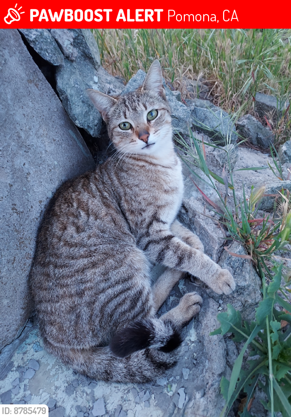 Lost Female Cat last seen Towne And Olive In Pomona,  Ca, Pomona, CA 91766