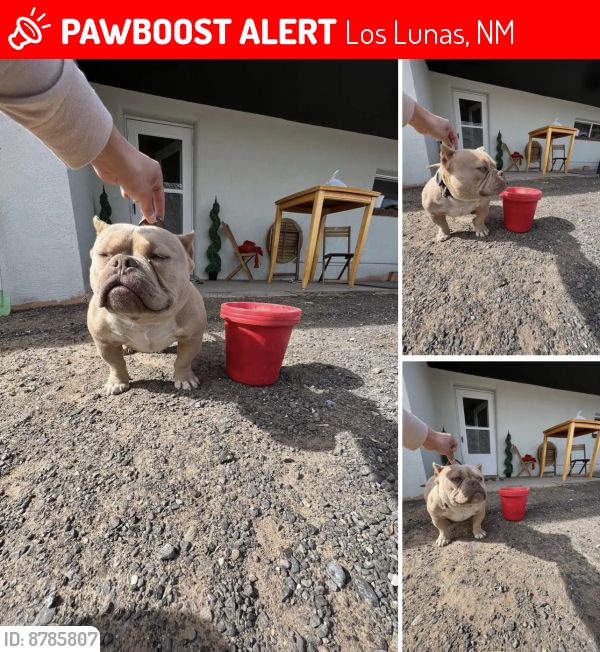 Lost Male Dog last seen NM Highway 314 , Los Lunas, NM 87031