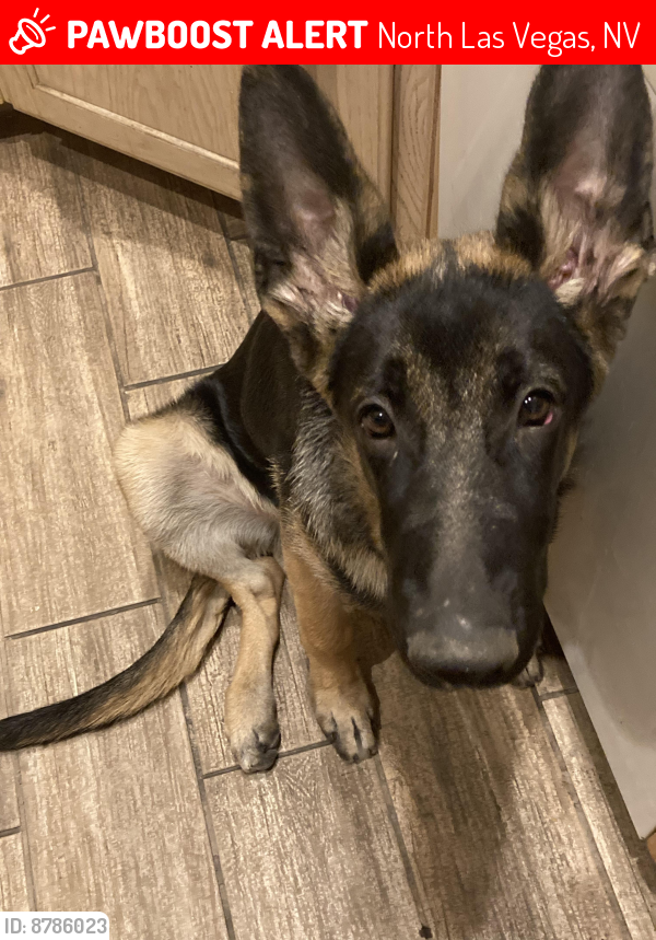 Lost Male Dog in North Las Vegas, NV 89032 Named Solo (ID: 8786023 ...