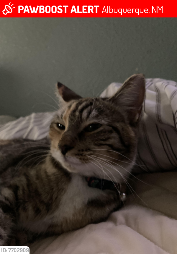 Lost Female Cat last seen 98th and Gibson , Albuquerque, NM 87121