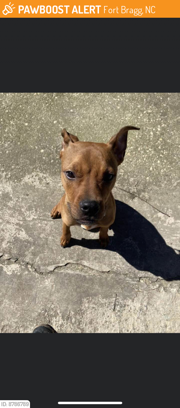 Fort Bragg, NC Stray Male Dog Found Near Fort Bragg NC Smith Lake