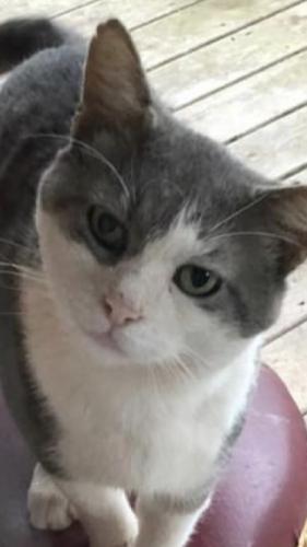 Lost Male Cat last seen Bollinger School Rd and Bull Frog Rd. , Frederick County, MD 21727