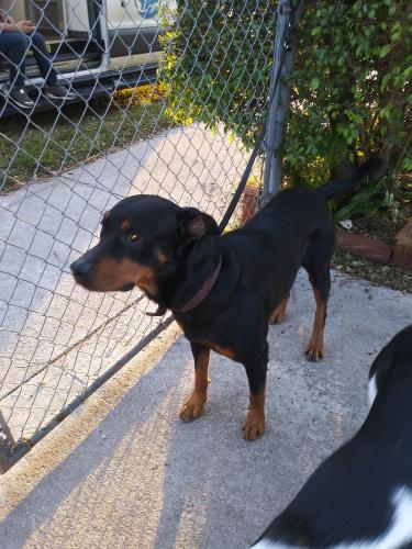 Lost Male Dog last seen Near NW 162nd St, Miami Gardens, FL 33054