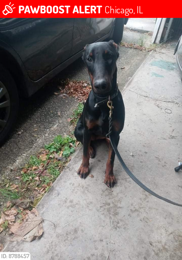 Lost Female Dog last seen 72nd & S Prairie Ave, Chicago, IL 60619