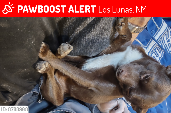 Lost Male Dog last seen Near Rallier, Los Lunas, NM 87031, Los Lunas, NM 87031