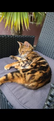 Lost Male Cat last seen Prospect street and como lake, Coquitlam, BC V3J 6G2