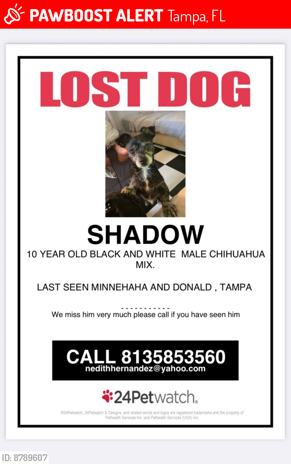 Lost Male Dog last seen Minnehaha and Donald avenue and himes, Tampa, FL 33614