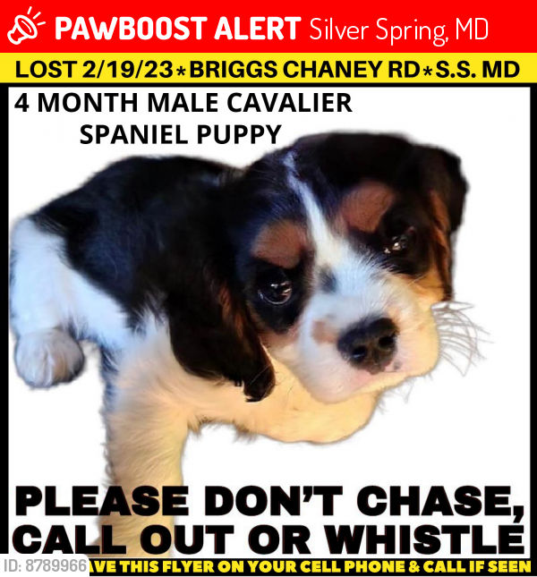 Lost Male Dog last seen Fairdale road and Briggs Chaney road, Silver Spring, MD 20905