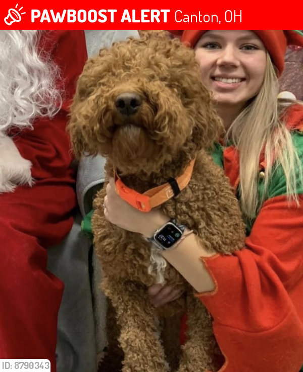 Lost Male Dog in Canton, OH 44703 Named Cooper (ID 8790343) PawBoost