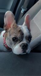 Reunited Female Dog last seen Near Union Ave Fairfield ca, Fairfield, CA 94533
