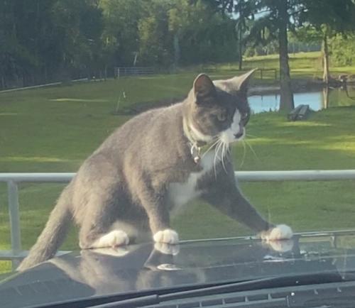 Lost Male Cat last seen Stallings/Nights Academy Rd, Lowndes County, GA 31605