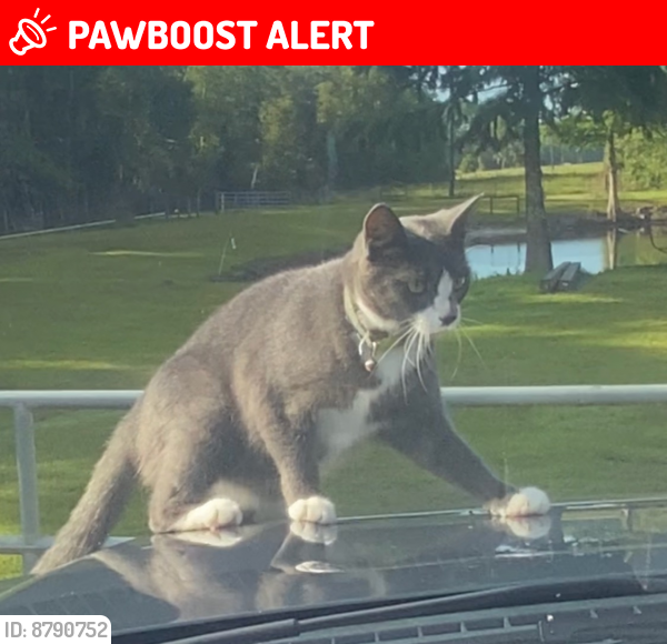 Lost Male Cat last seen Stallings/Nights Academy Rd, Lowndes County, GA 31605