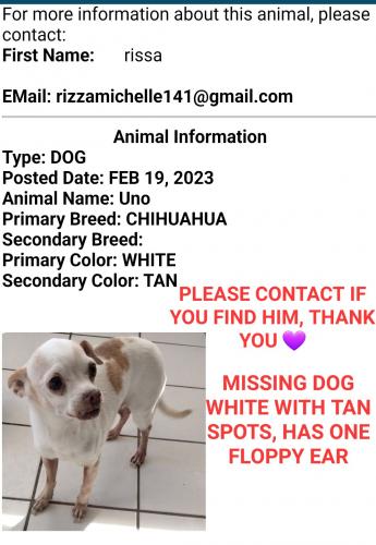 Lost Male Dog last seen Between Bethany, Camelback off 75th and Missouri , Glendale, AZ 85303