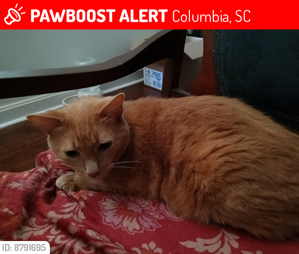 Lost Male Cat last seen Bluebird Drive and Bluebird Lane, Columbia, SC 29204