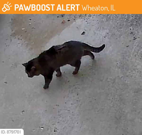Found/Stray Unknown Cat last seen Heatherbrook Ct, Wheaton IL, Wheaton, IL 60187