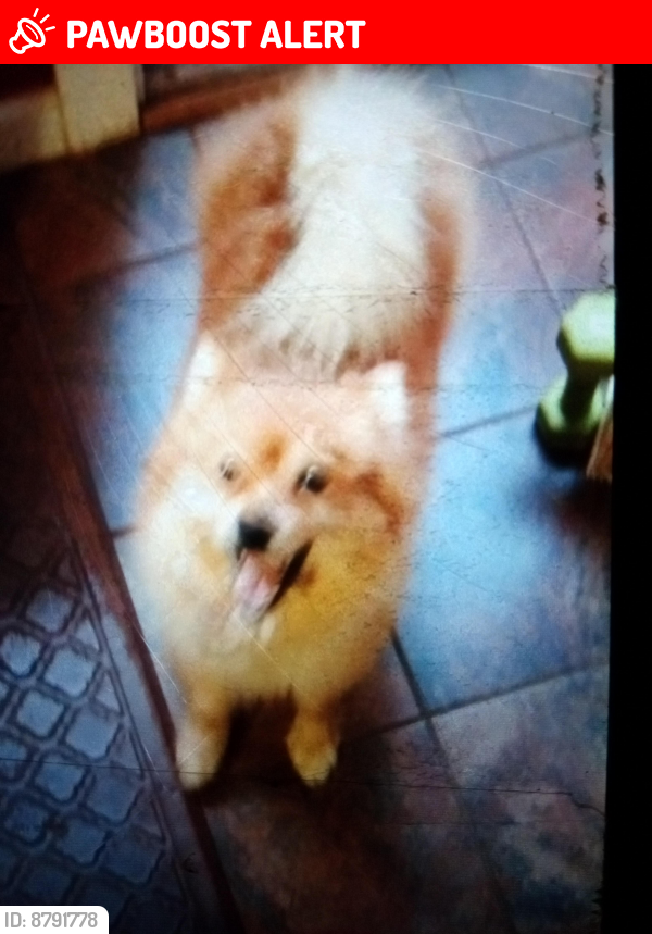 Lost Male Dog last seen PG County, Prince George's County, MD 20735